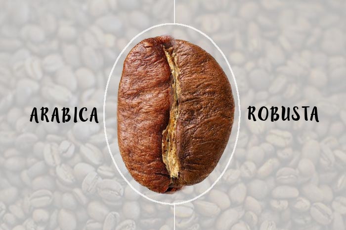 Robusta Coffee vs. Arabica Coffee: Which One Should You Choose? - GROSCHE International Inc.